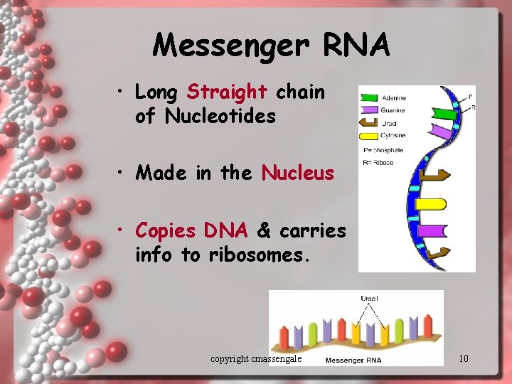 Messenger RNA • Long Straight chain of Nucleotides • Made in the Nucleus •