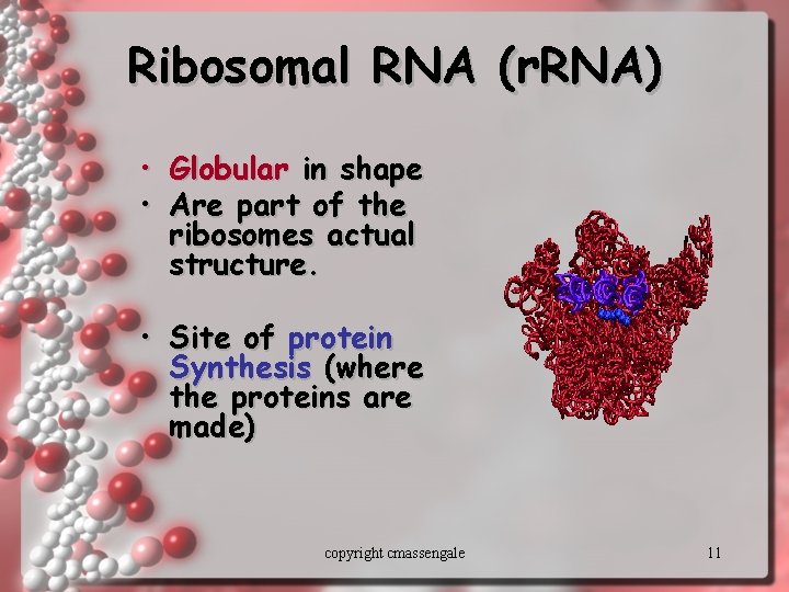 Ribosomal RNA (r. RNA) • Globular in shape • Are part of the ribosomes