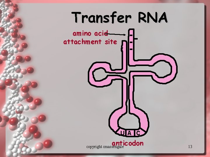 Transfer RNA amino acid attachment site U A C anticodon copyright cmassengale 13 