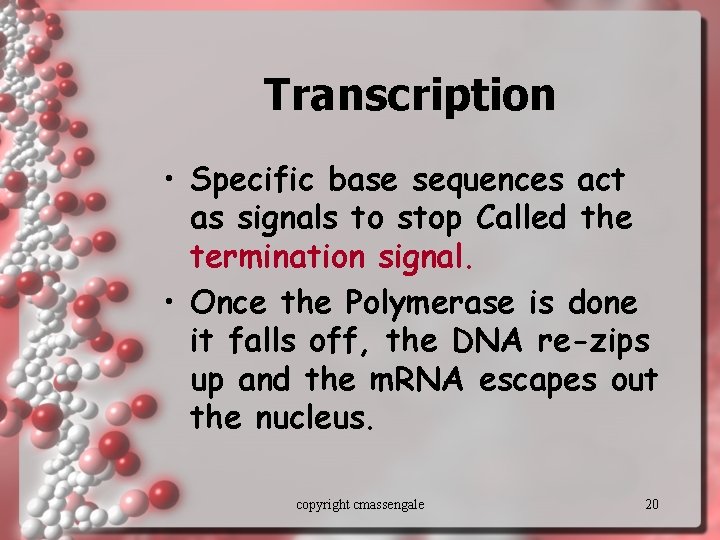 Transcription • Specific base sequences act as signals to stop Called the termination signal.