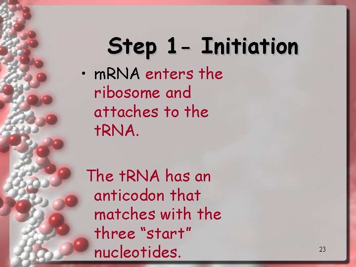 Step 1 - Initiation • m. RNA enters the ribosome and attaches to the