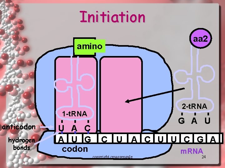 Initiation amino 2 -t. RNA 1 -t. RNA anticodon hydrogen bonds U A C