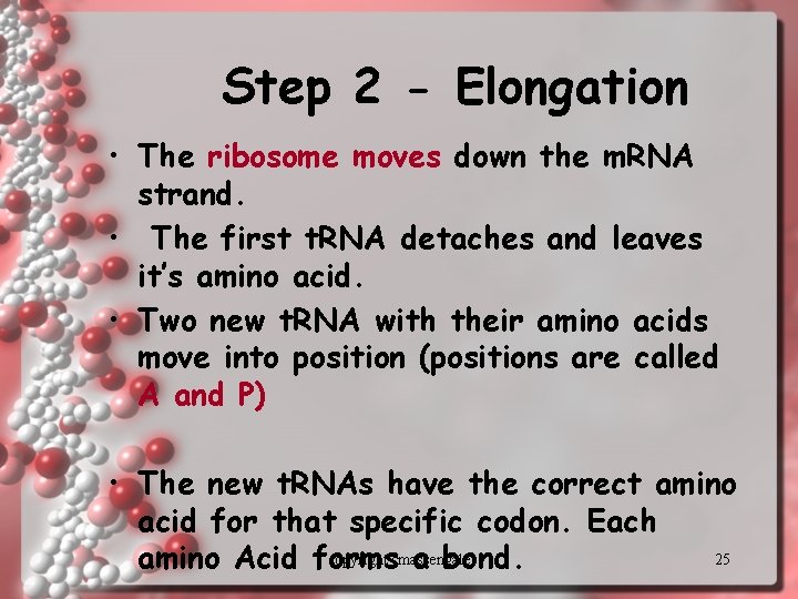 Step 2 - Elongation • The ribosome moves down the m. RNA strand. •
