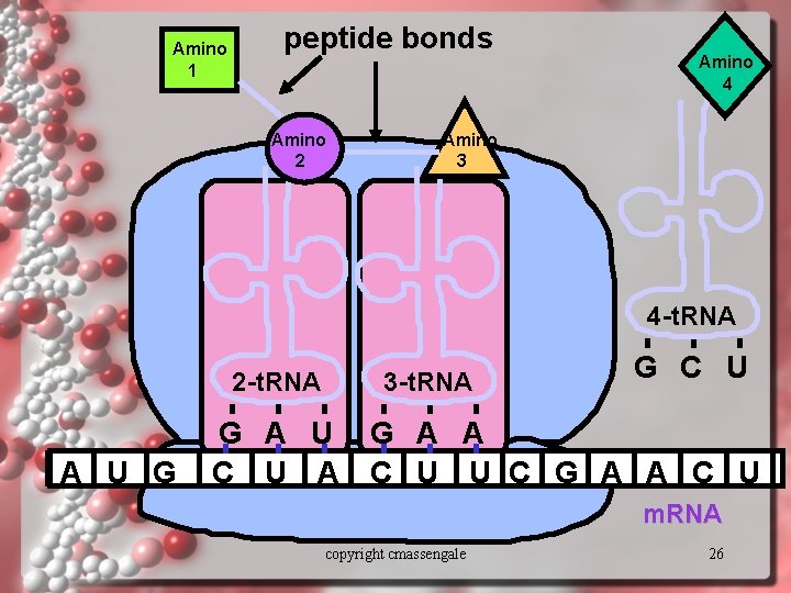 Amino 1 peptide bonds Amino 2 Amino 4 Amino 3 4 -t. RNA 2