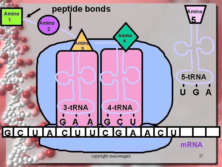 Amino 1 peptide bonds Amino 5 Amino 2 Amino 3 Amino 4 5 -t.
