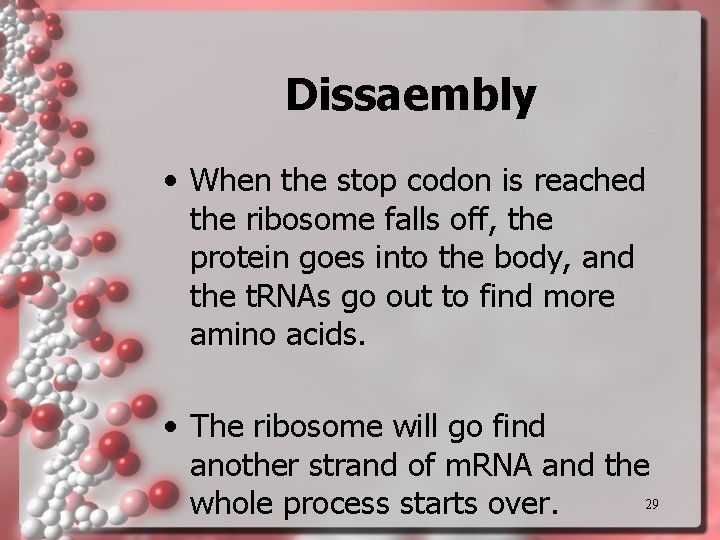 Dissaembly • When the stop codon is reached the ribosome falls off, the protein