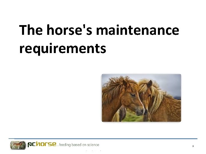 The horse's maintenance requirements 1 