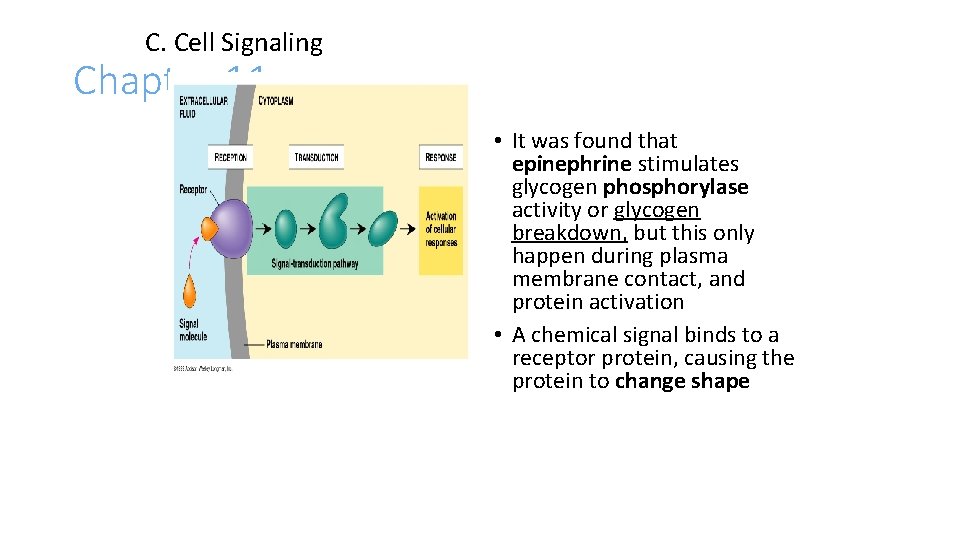 C. Cell Signaling Chapter 11 • It was found that epinephrine stimulates glycogen phosphorylase