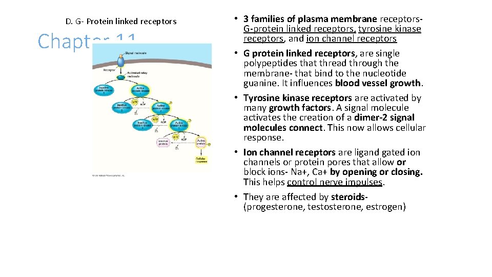 D. G- Protein linked receptors Chapter 11 • 3 families of plasma membrane receptors.