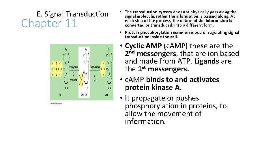 E. Signal Transduction Chapter 11 • The transduction system does not physically pass along