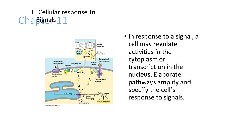 F. Cellular response to Signals 11 Chapter • In response to a signal, a