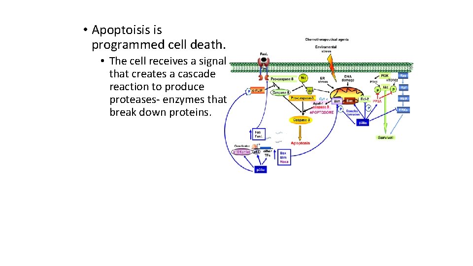  • Apoptoisis is programmed cell death. • The cell receives a signal that