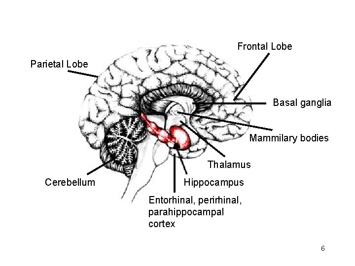 Frontal Lobe Parietal Lobe Basal ganglia Mammilary bodies Thalamus Cerebellum Hippocampus Entorhinal, perirhinal, parahippocampal Frontal Lobe Parietal Lobe Basal ganglia Mammilary bodies Thalamus Cerebellum Hippocampus Entorhinal, perirhinal, parahippocampal