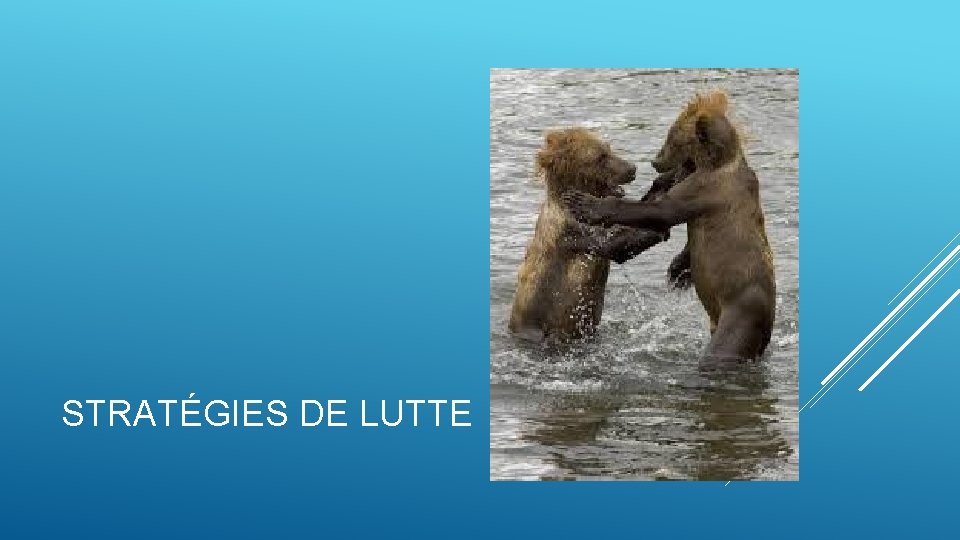 STRATÉGIES DE LUTTE STRATÉGIES DE LUTTE