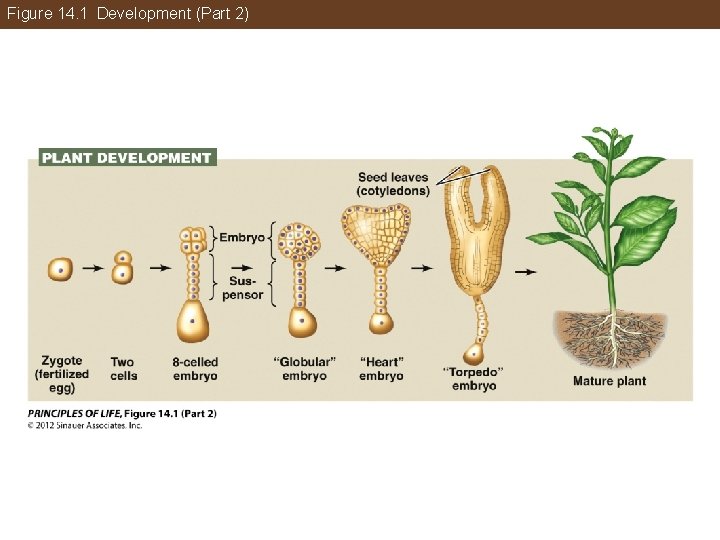 Figure 14. 1 Development (Part 2) 