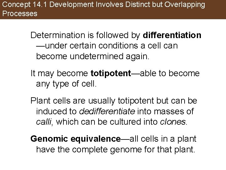 Concept 14. 1 Development Involves Distinct but Overlapping Processes Determination is followed by differentiation