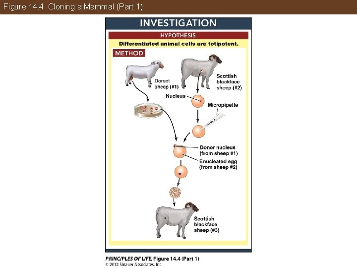 Figure 14. 4 Cloning a Mammal (Part 1) 