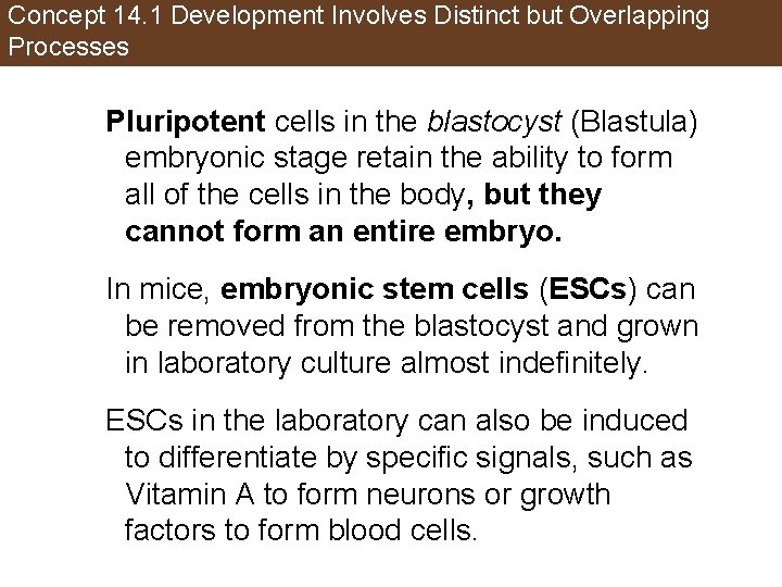 Concept 14. 1 Development Involves Distinct but Overlapping Processes Pluripotent cells in the blastocyst