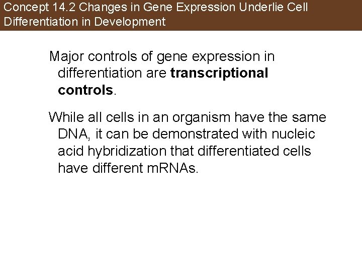Concept 14. 2 Changes in Gene Expression Underlie Cell Differentiation in Development Major controls