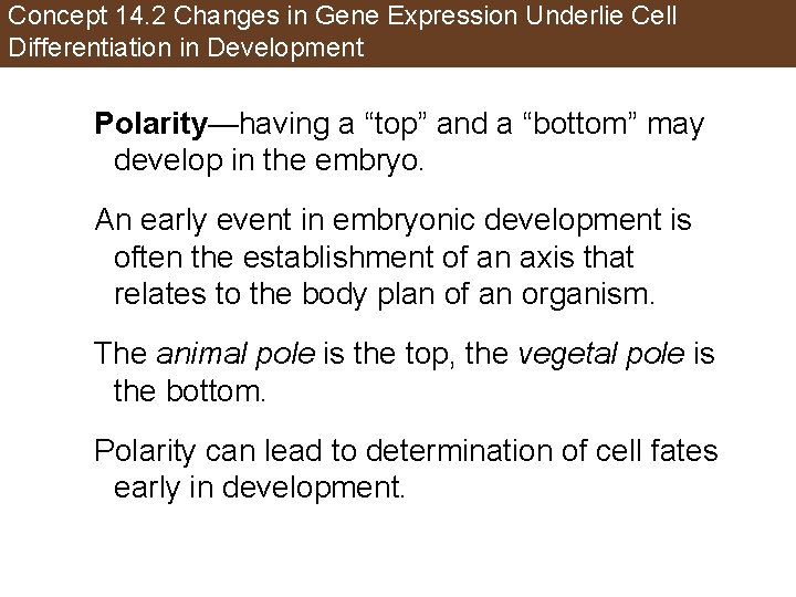 Concept 14. 2 Changes in Gene Expression Underlie Cell Differentiation in Development Polarity—having a