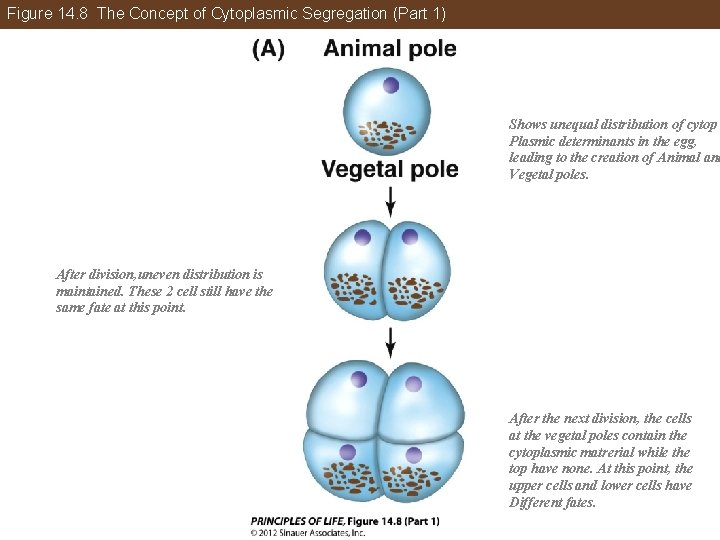 Figure 14. 8 The Concept of Cytoplasmic Segregation (Part 1) Shows unequal distribution of