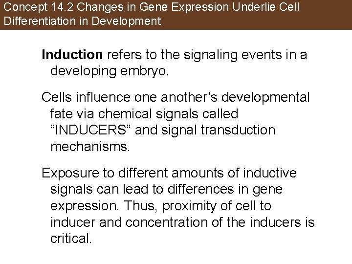 Concept 14. 2 Changes in Gene Expression Underlie Cell Differentiation in Development Induction refers