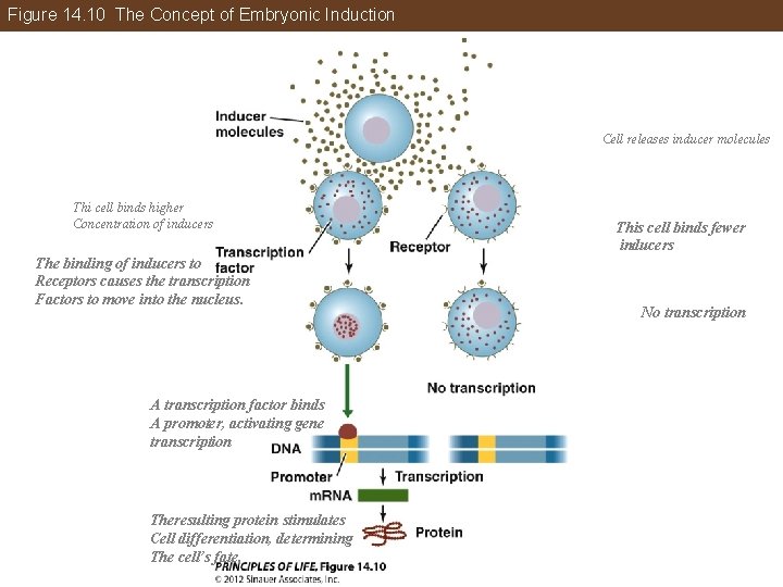 Figure 14. 10 The Concept of Embryonic Induction Cell releases inducer molecules Thi cell