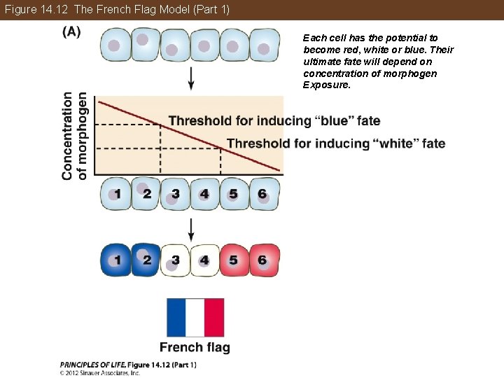 Figure 14. 12 The French Flag Model (Part 1) Each cell has the potential