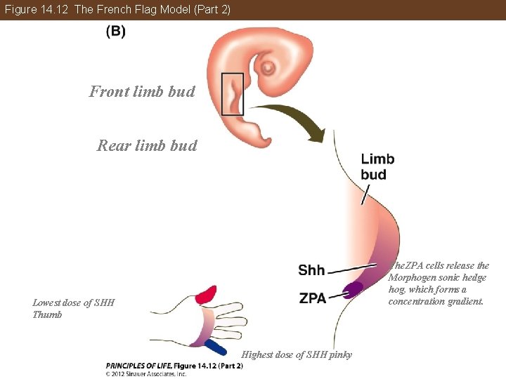 Figure 14. 12 The French Flag Model (Part 2) Front limb bud Rear limb