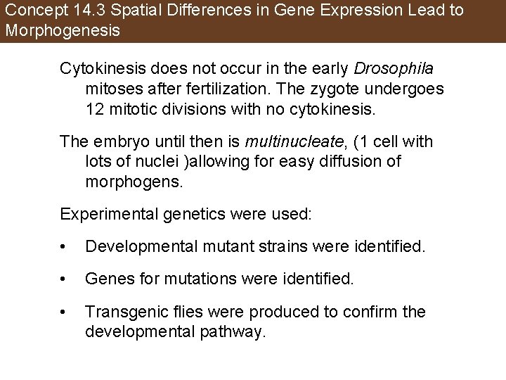 Concept 14. 3 Spatial Differences in Gene Expression Lead to Morphogenesis Cytokinesis does not