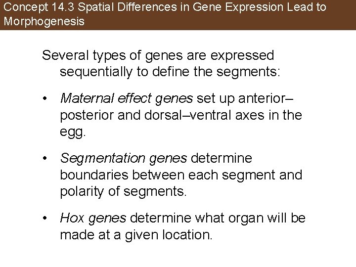 Concept 14. 3 Spatial Differences in Gene Expression Lead to Morphogenesis Several types of