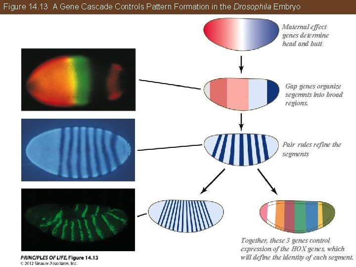 Figure 14. 13 A Gene Cascade Controls Pattern Formation in the Drosophila Embryo Maternal