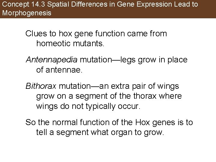 Concept 14. 3 Spatial Differences in Gene Expression Lead to Morphogenesis Clues to hox