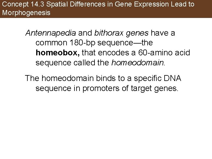 Concept 14. 3 Spatial Differences in Gene Expression Lead to Morphogenesis Antennapedia and bithorax