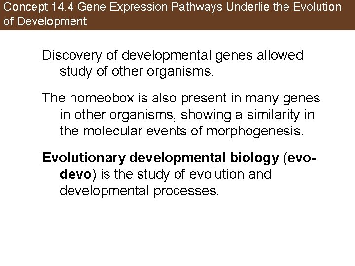 Concept 14. 4 Gene Expression Pathways Underlie the Evolution of Development Discovery of developmental