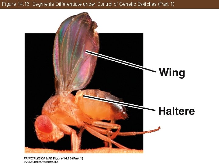 Figure 14. 16 Segments Differentiate under Control of Genetic Switches (Part 1) 