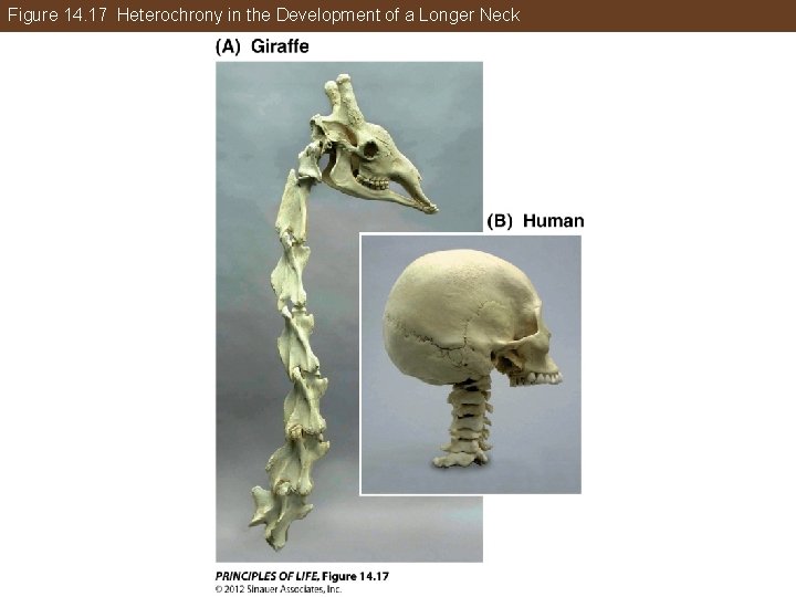 Figure 14. 17 Heterochrony in the Development of a Longer Neck 