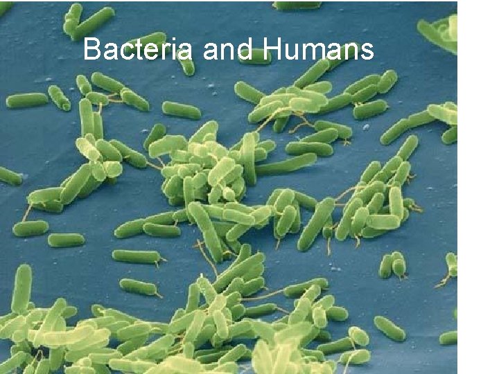 Bacteria and Humans 
