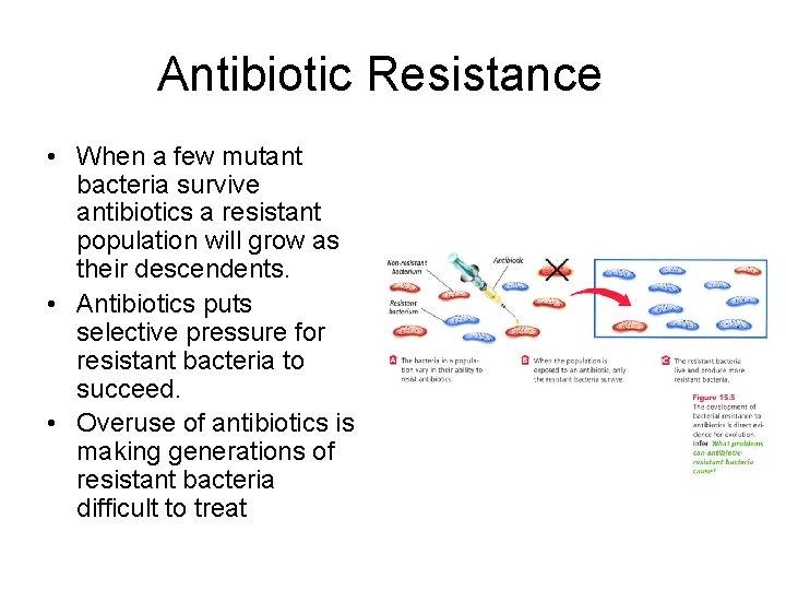 Antibiotic Resistance • When a few mutant bacteria survive antibiotics a resistant population will