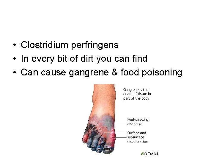  • Clostridium perfringens • In every bit of dirt you can find •
