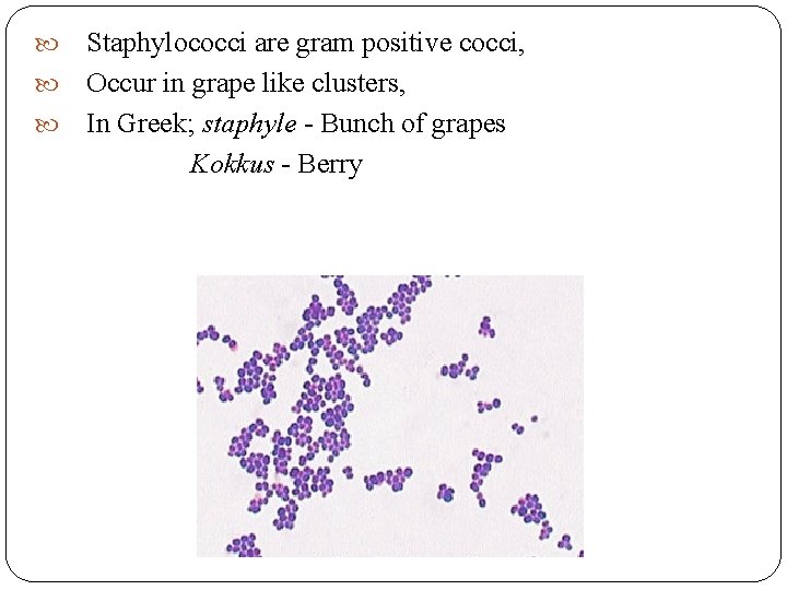 Staphylococci are gram positive cocci, Occur in grape like clusters, In Greek; staphyle -