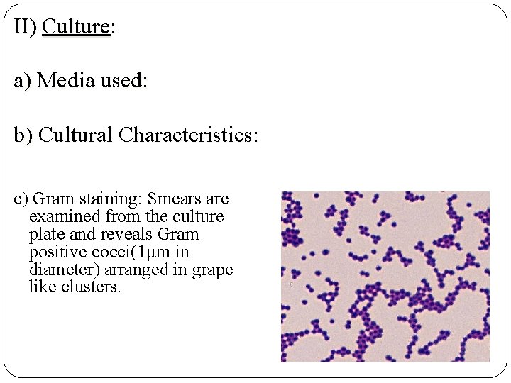 II) Culture: a) Media used: b) Cultural Characteristics: c) Gram staining: Smears are examined