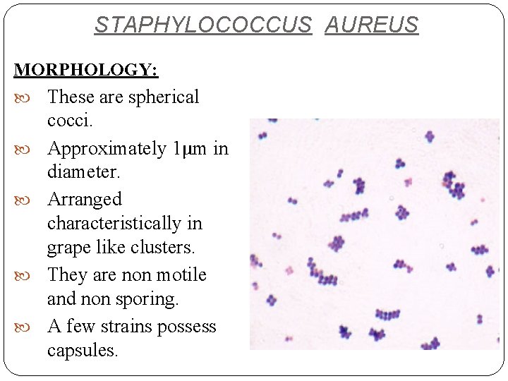 STAPHYLOCOCCUS AUREUS MORPHOLOGY: These are spherical cocci. Approximately 1μm in diameter. Arranged characteristically in