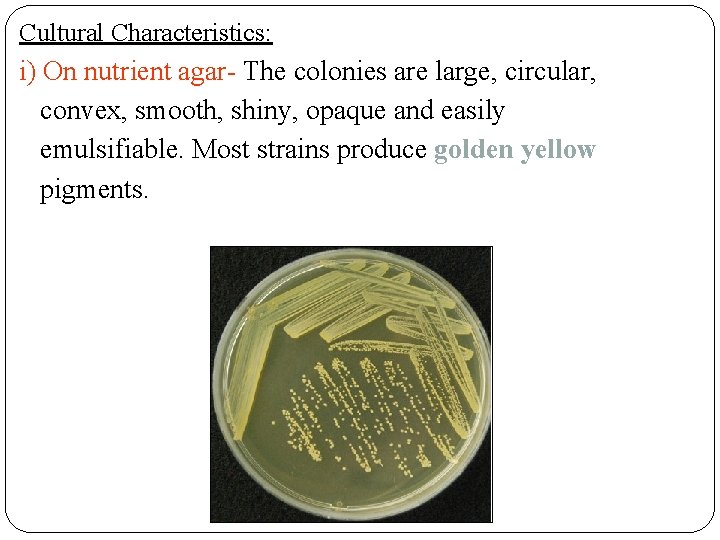 Cultural Characteristics: i) On nutrient agar- The colonies are large, circular, convex, smooth, shiny,