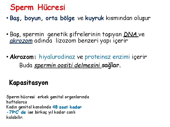 Sperm Hücresi • Baş, boyun, orta bölge ve kuyruk kısmından oluşur • Baş, spermin Sperm Hücresi • Baş, boyun, orta bölge ve kuyruk kısmından oluşur • Baş, spermin