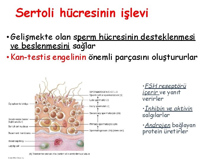 Sertoli hücresinin işlevi • Gelişmekte olan sperm hücresinin desteklenmesi ve beslenmesini sağlar • Kan-testis