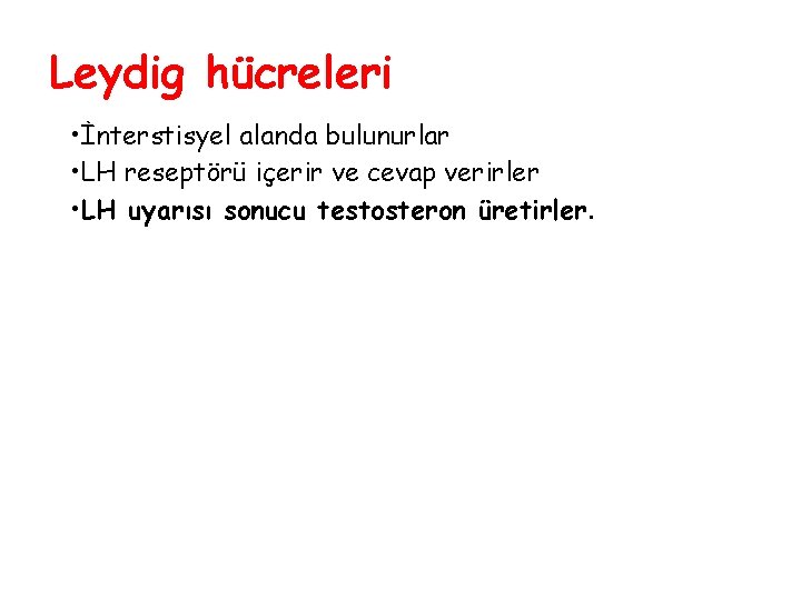 Leydig hücreleri • İnterstisyel alanda bulunurlar • LH reseptörü içerir ve cevap verirler •