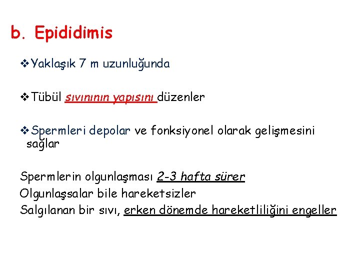 b. Epididimis v. Yaklaşık 7 m uzunluğunda v. Tübül sıvınının yapısını düzenler v. Spermleri