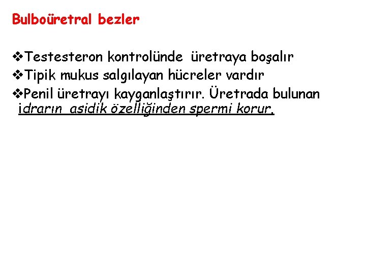 Bulboüretral bezler v. Testesteron kontrolünde üretraya boşalır v. Tipik mukus salgılayan hücreler vardır v.