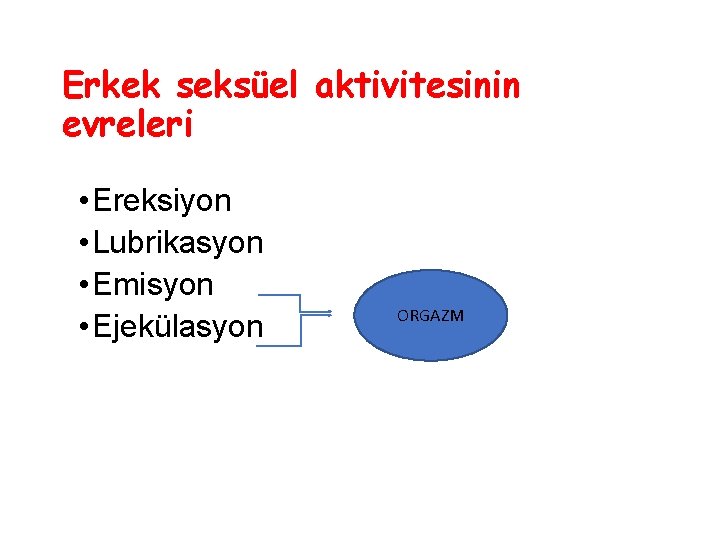 Erkek seksüel aktivitesinin evreleri • Ereksiyon • Lubrikasyon • Emisyon • Ejekülasyon ORGAZM 